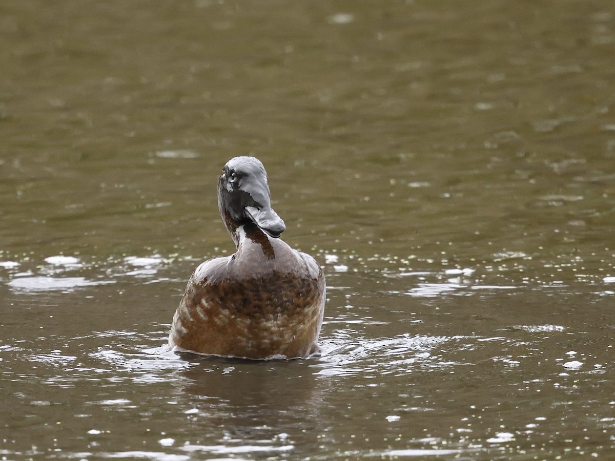 Murgilari bizkarzuria - ML645394585