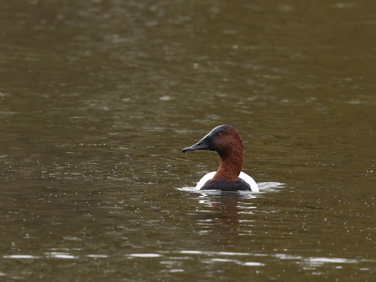 Murgilari bizkarzuria - ML645394589