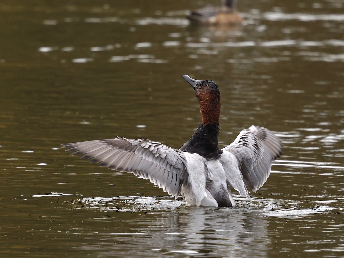 Murgilari bizkarzuria - ML645394590