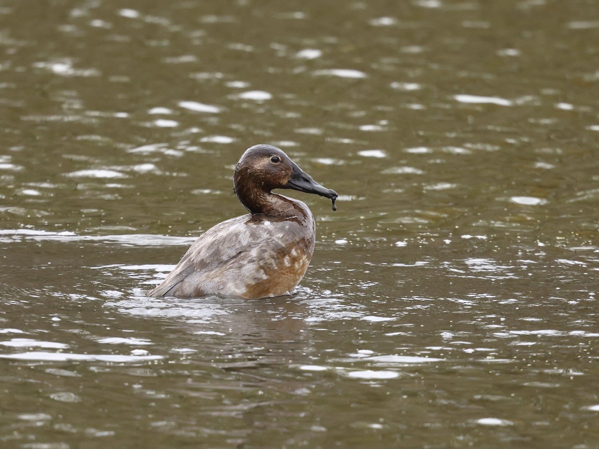 Murgilari bizkarzuria - ML645394591