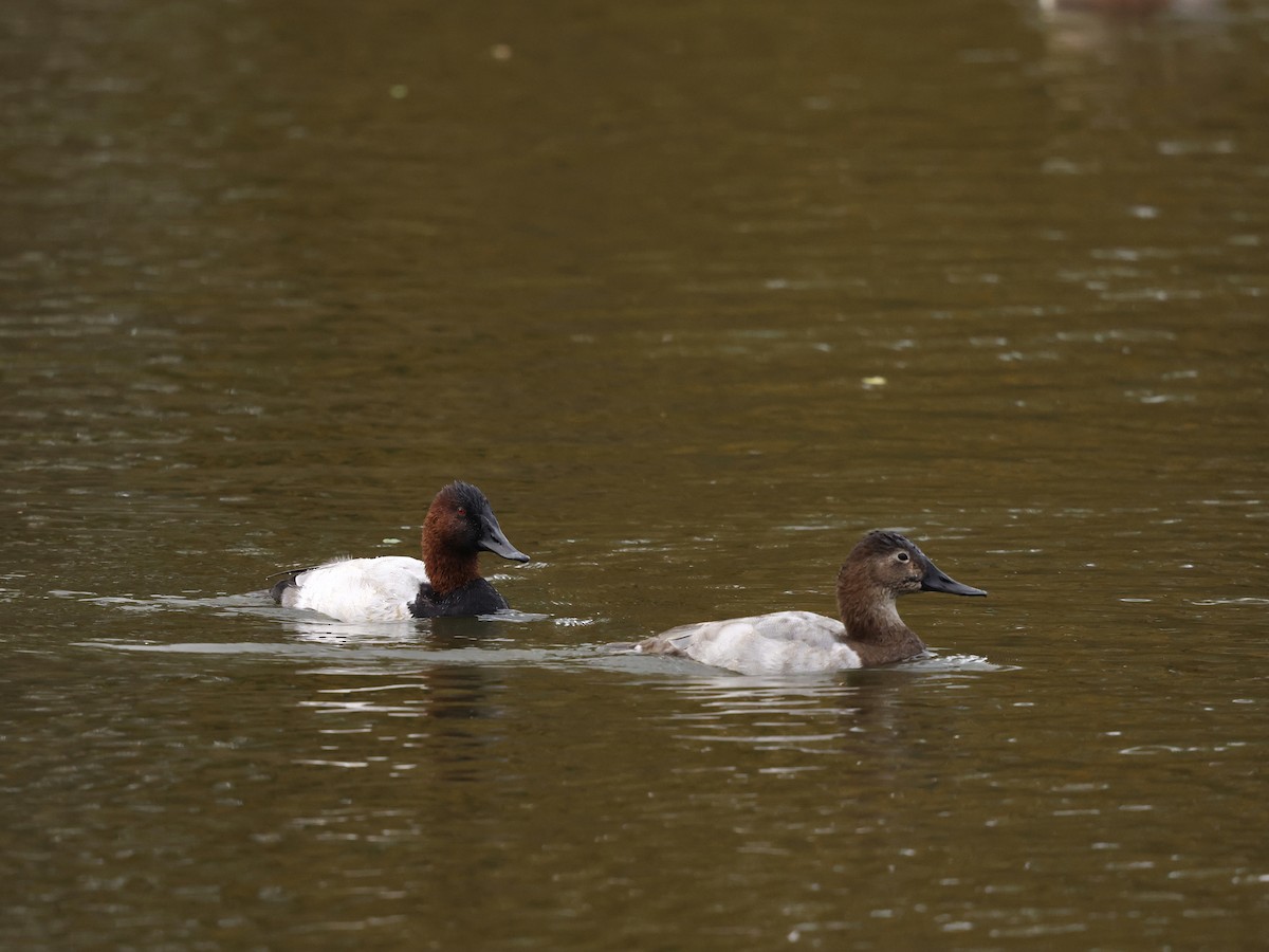 Murgilari bizkarzuria - ML645394592