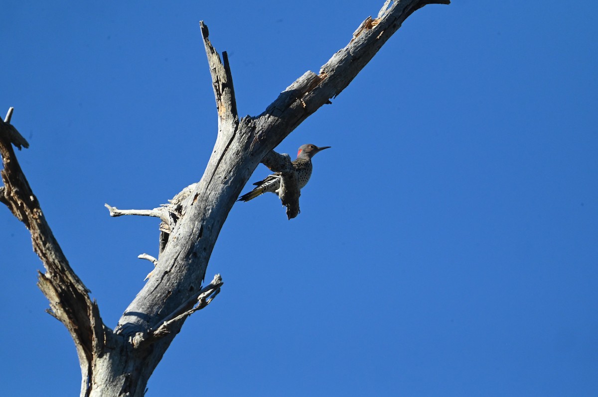 Northern Flicker - ML645394593