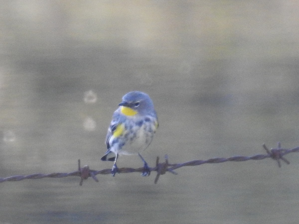 Yellow-rumped Warbler - ML645394599