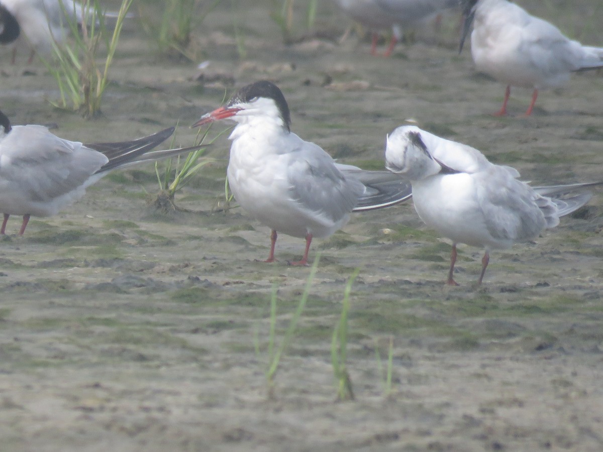 Common Tern - ML645394601