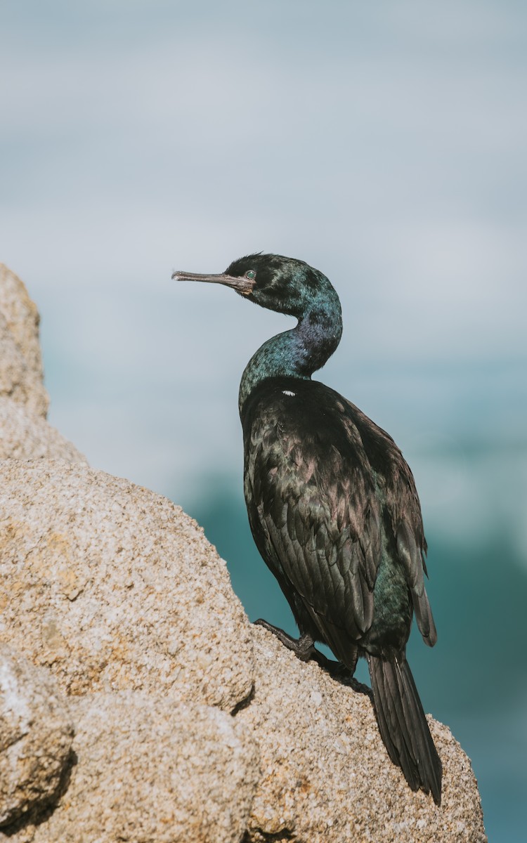 Pelagic Cormorant - ML645394607