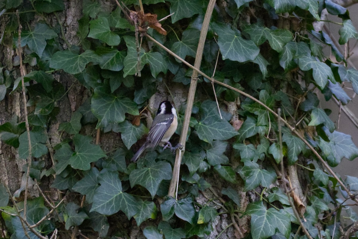Coal Tit - ML645394608