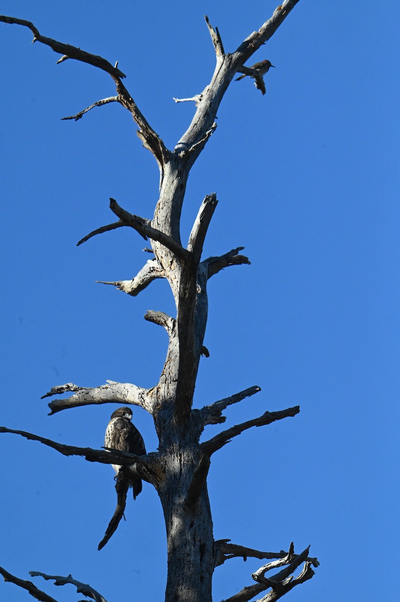 Red-tailed Hawk - ML645394609