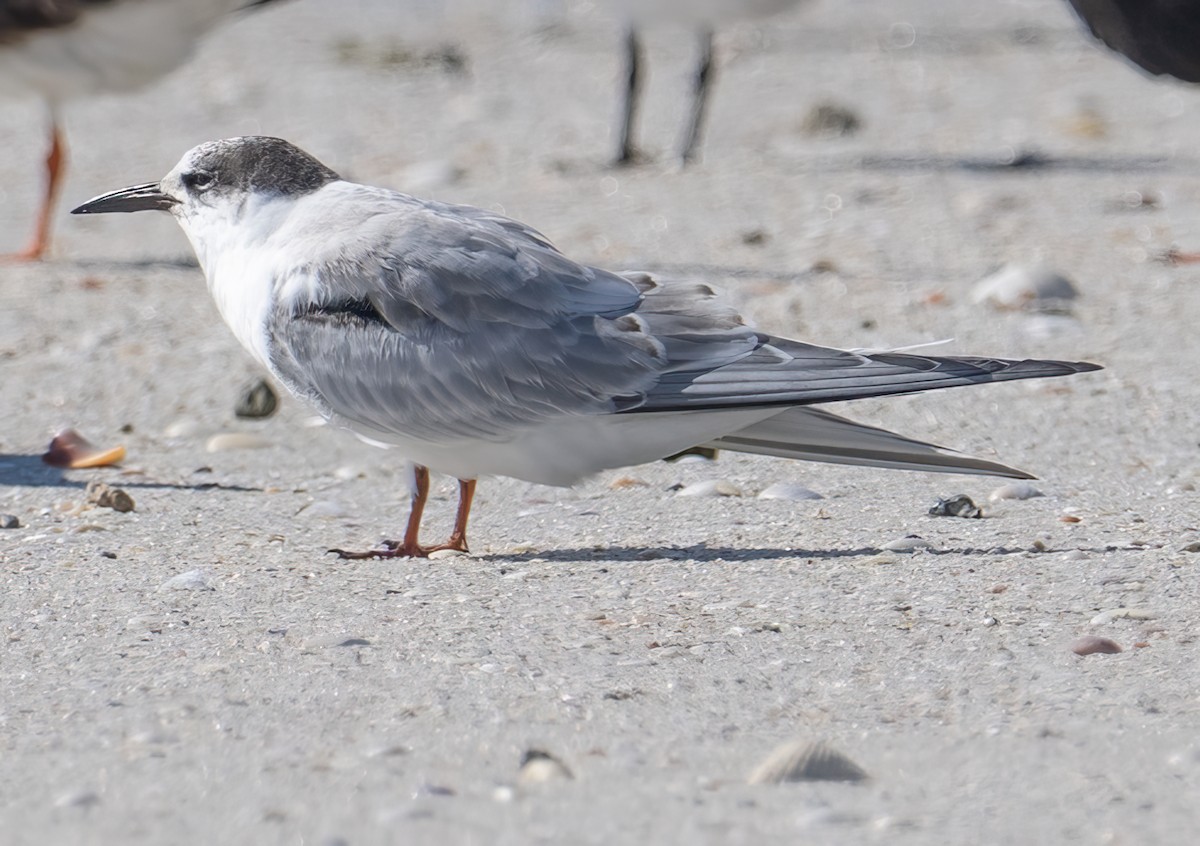 Common Tern - ML645394610