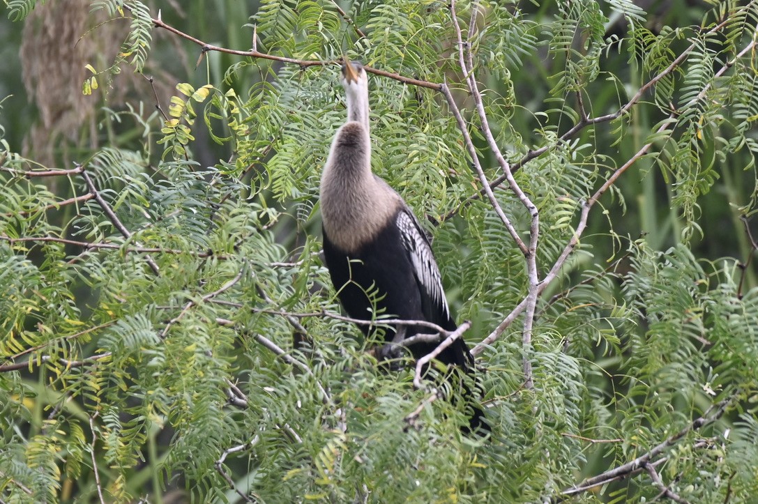 Anhinga - ML645394611