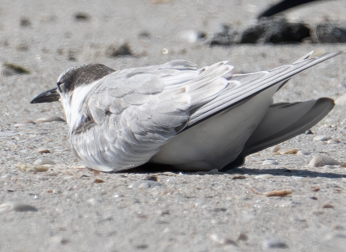 Common Tern - ML645394613