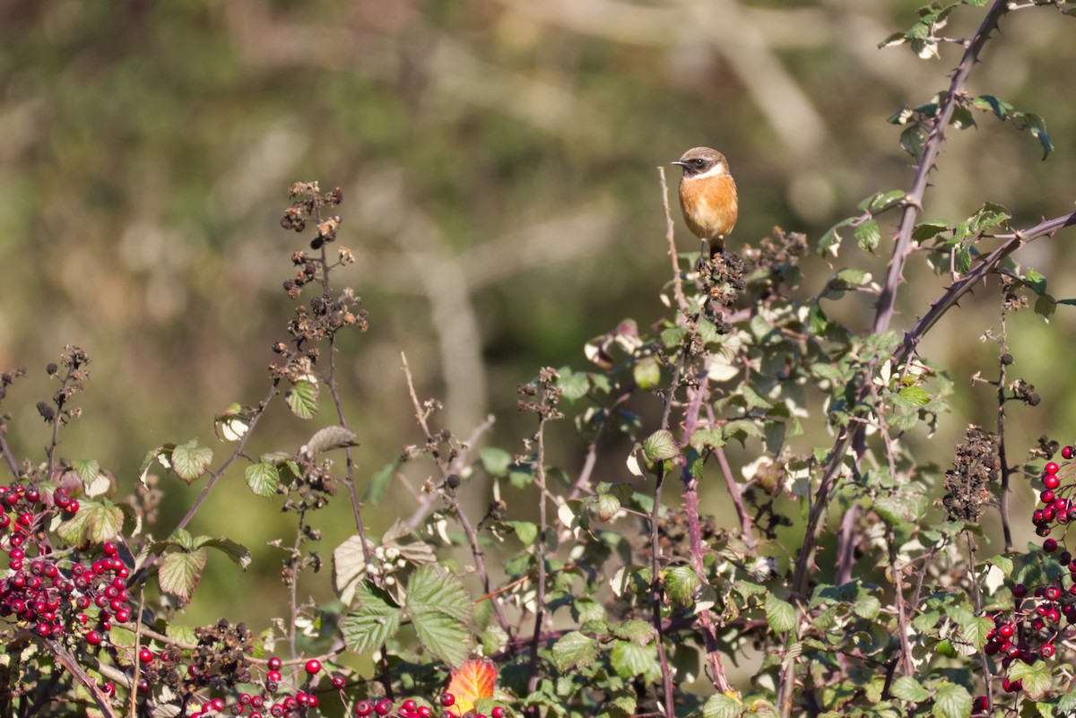European Stonechat - ML645394621