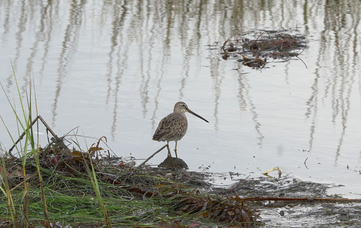 Long-billed Dowitcher - ML645394627