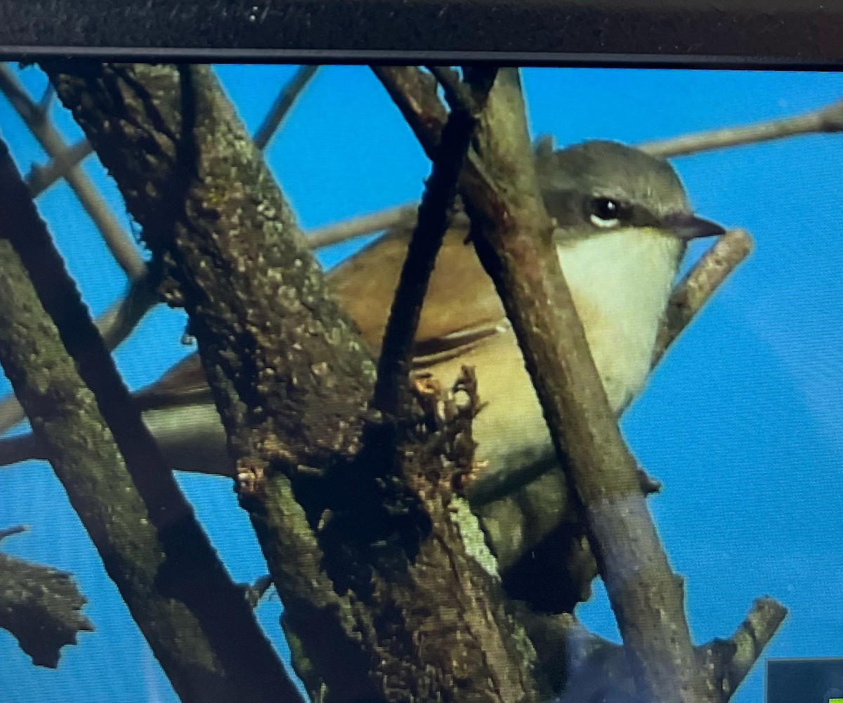 Lesser Whitethroat - ML645394629
