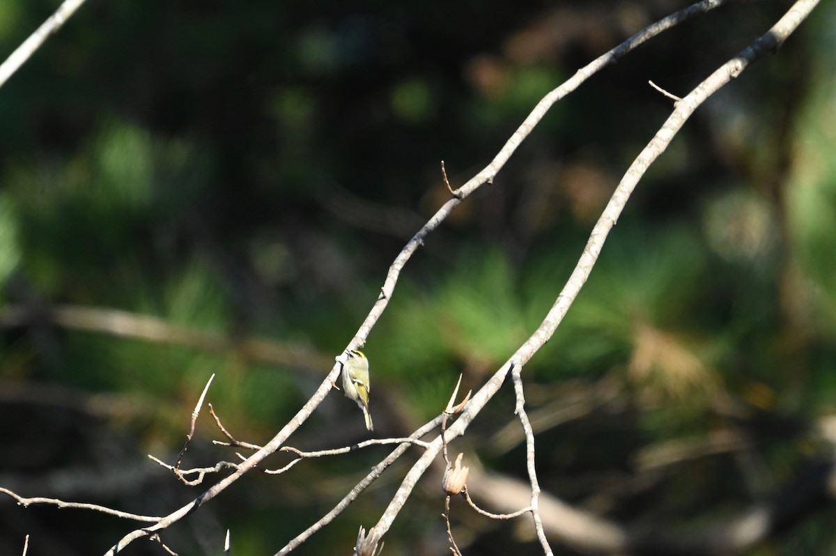 Golden-crowned Kinglet - ML645394630