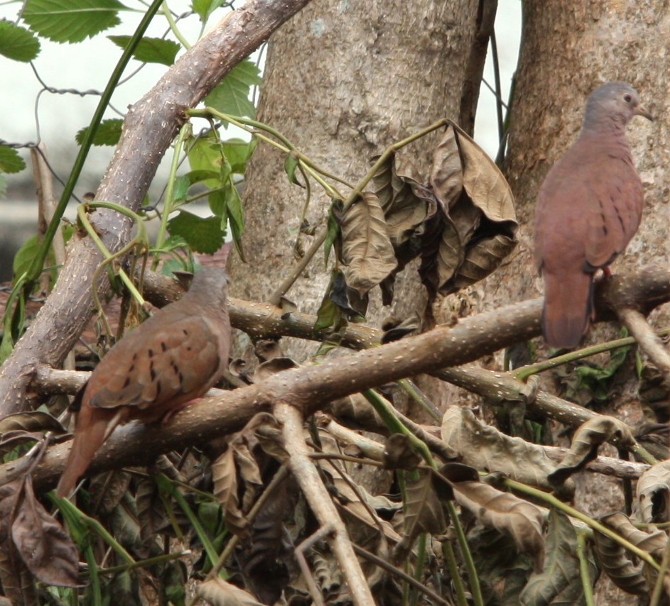 Коричневая земляная горлица - ML645394632