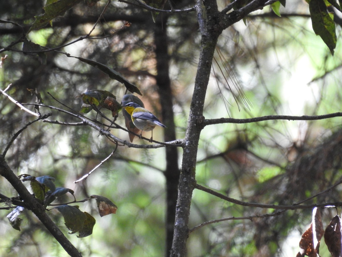 Crescent-chested Warbler - ML645394633