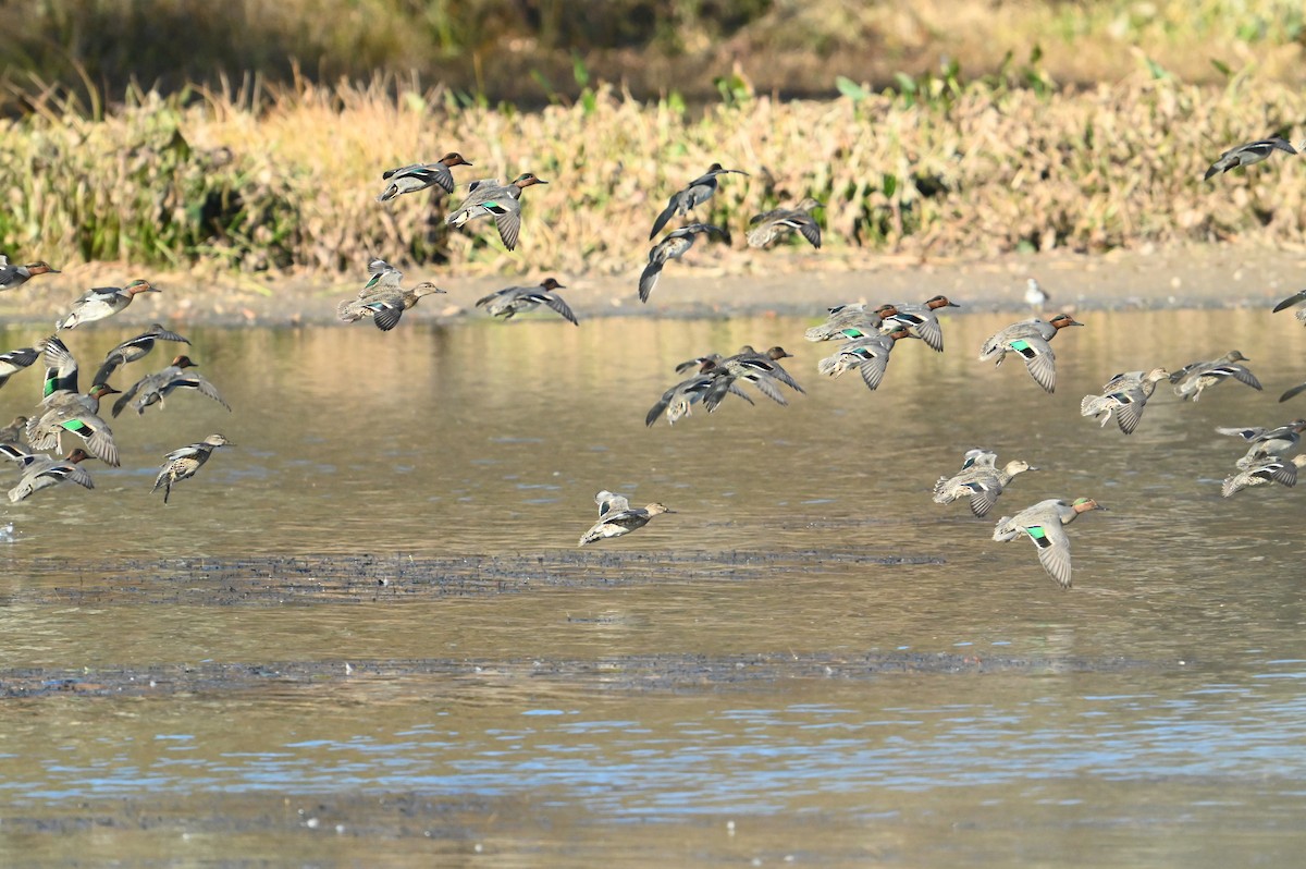小水鴨 - ML645394637