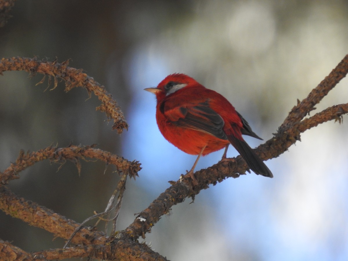 Red Warbler - ML645394641