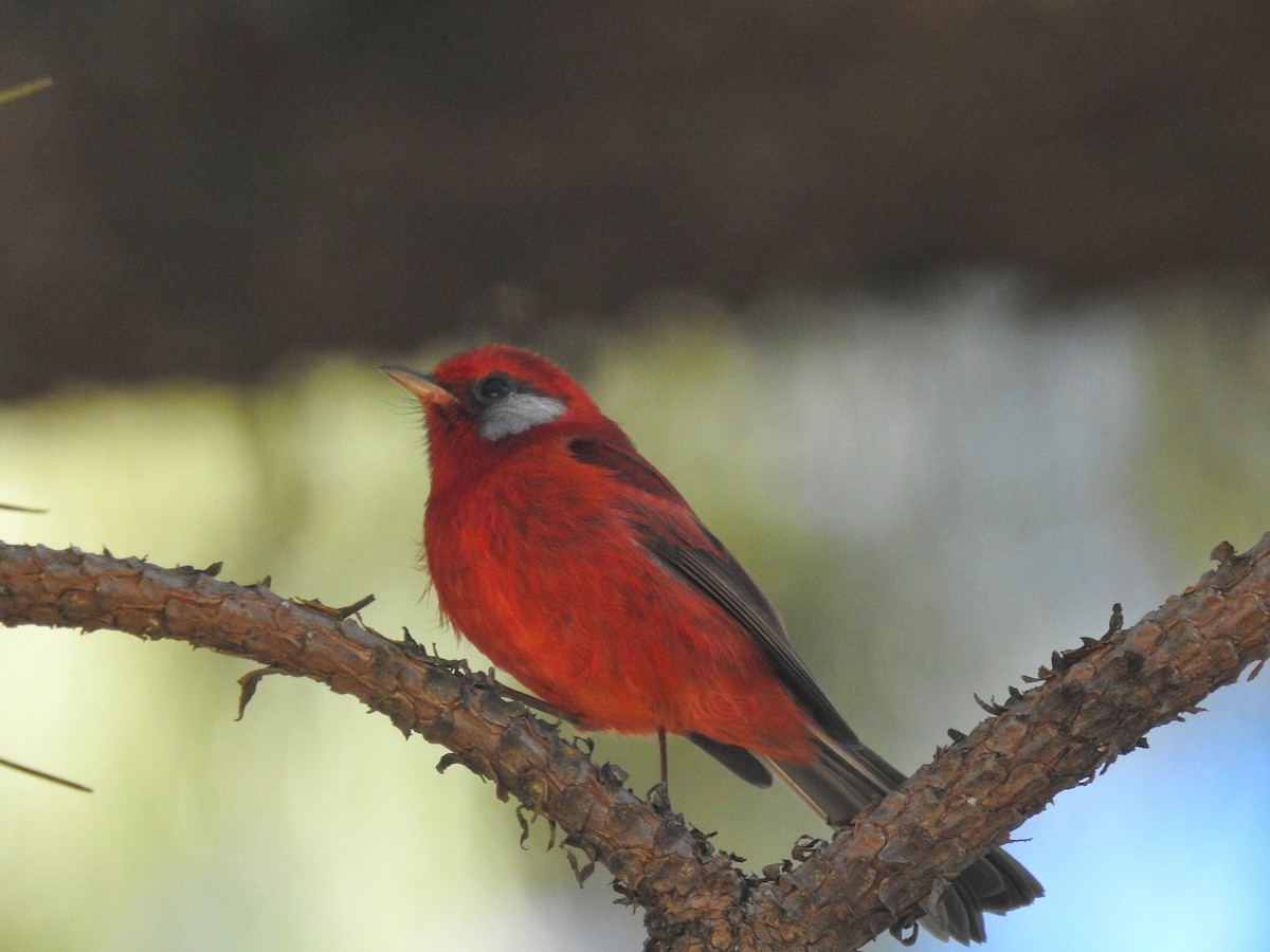 Red Warbler - ML645394653