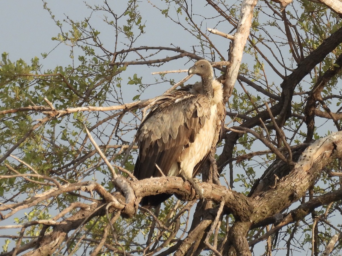 White-backed Vulture - ML645394664
