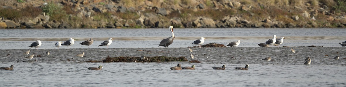 American Wigeon - ML645394667