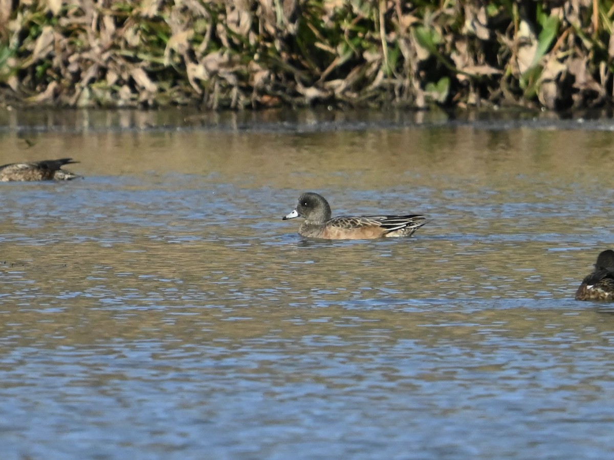 葡萄胸鴨 - ML645394684