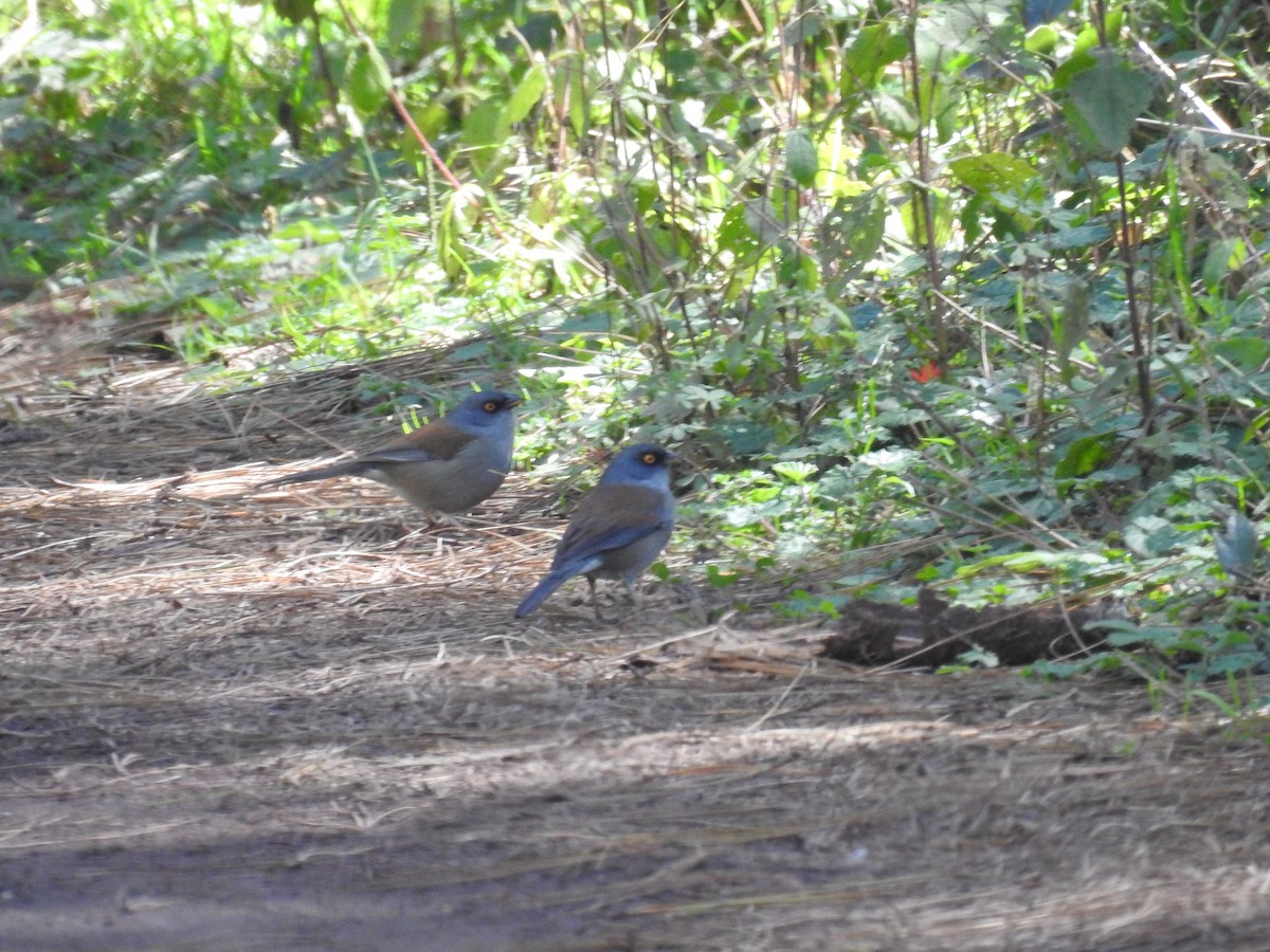 Yellow-eyed Junco - ML645394694