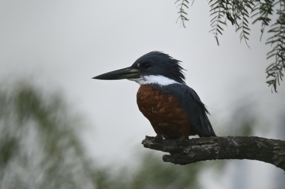 Ringed Kingfisher - ML645394703