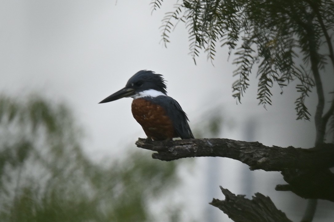 Ringed Kingfisher - ML645394705