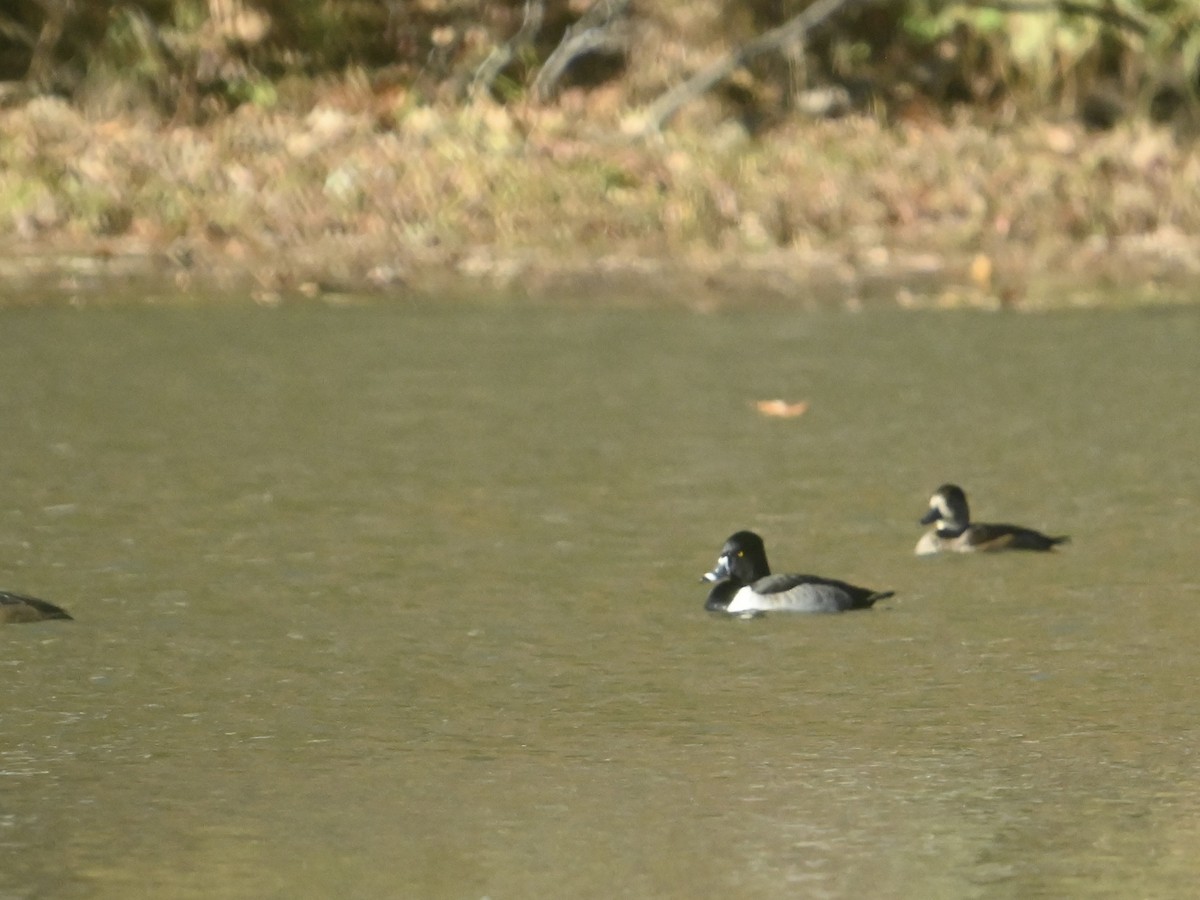 環頸潛鴨 - ML645394717