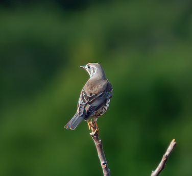 Mistle Thrush - ML645394724