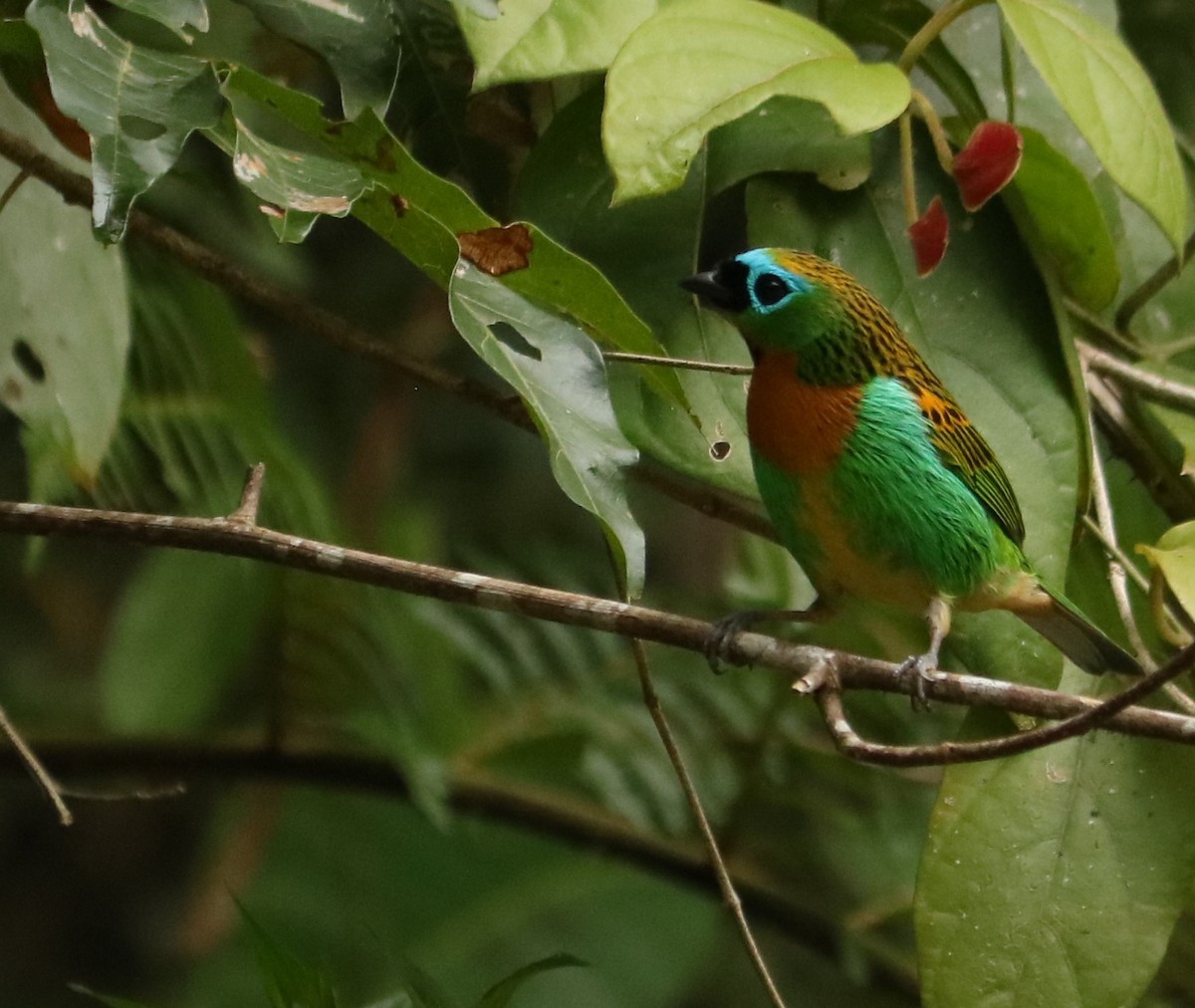 Tangara de Desmarest - ML645394745