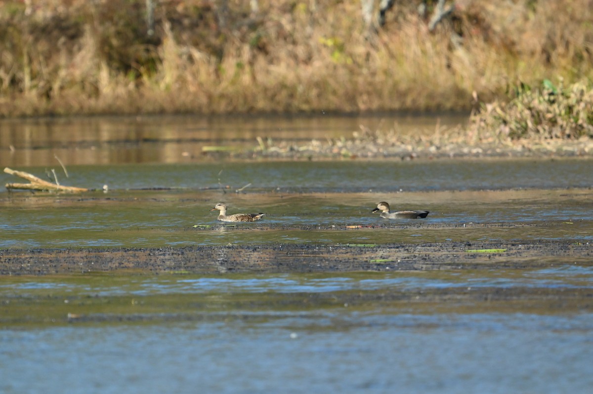 赤膀鴨 - ML645394766