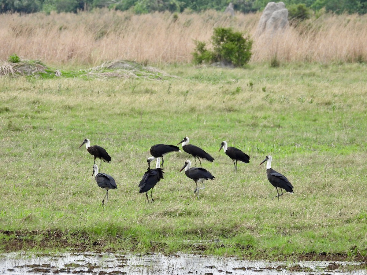 African Woolly-necked Stork - ML645394768