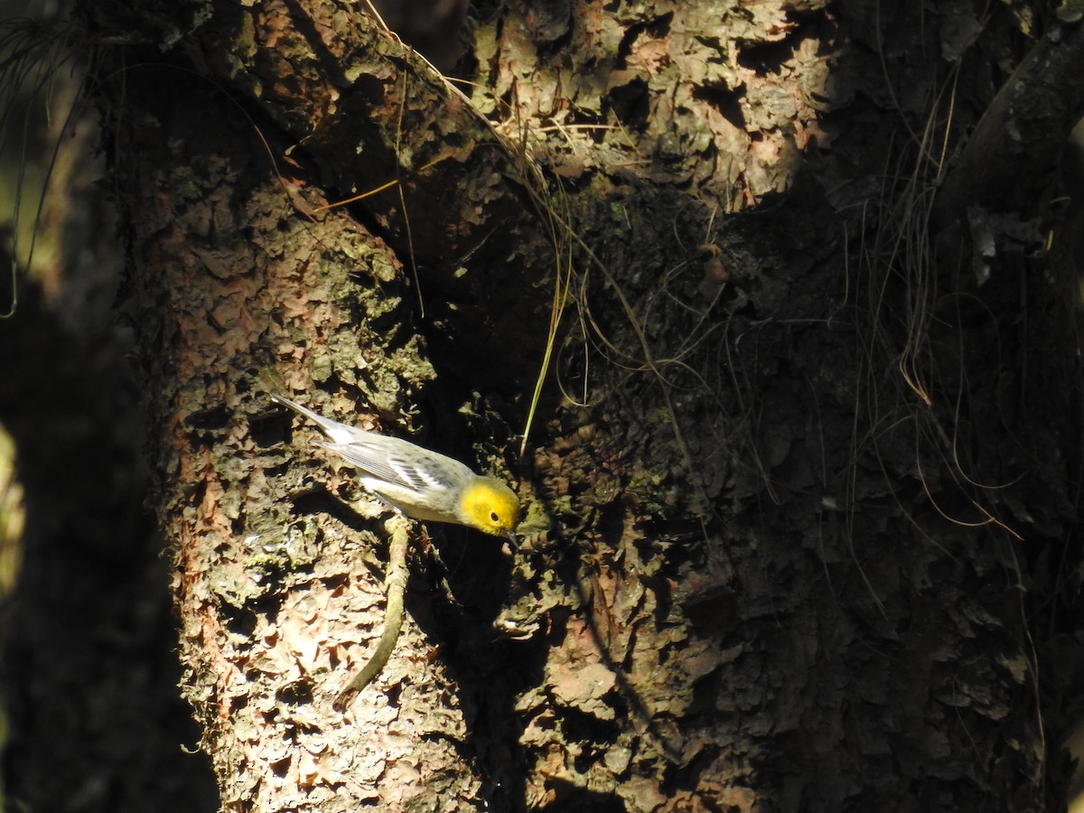 Paruline à tête jaune - ML645394771