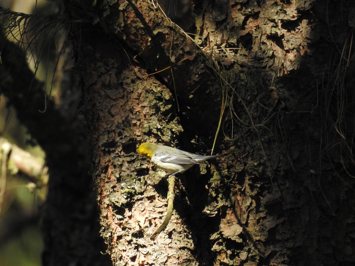 Paruline à tête jaune - ML645394773