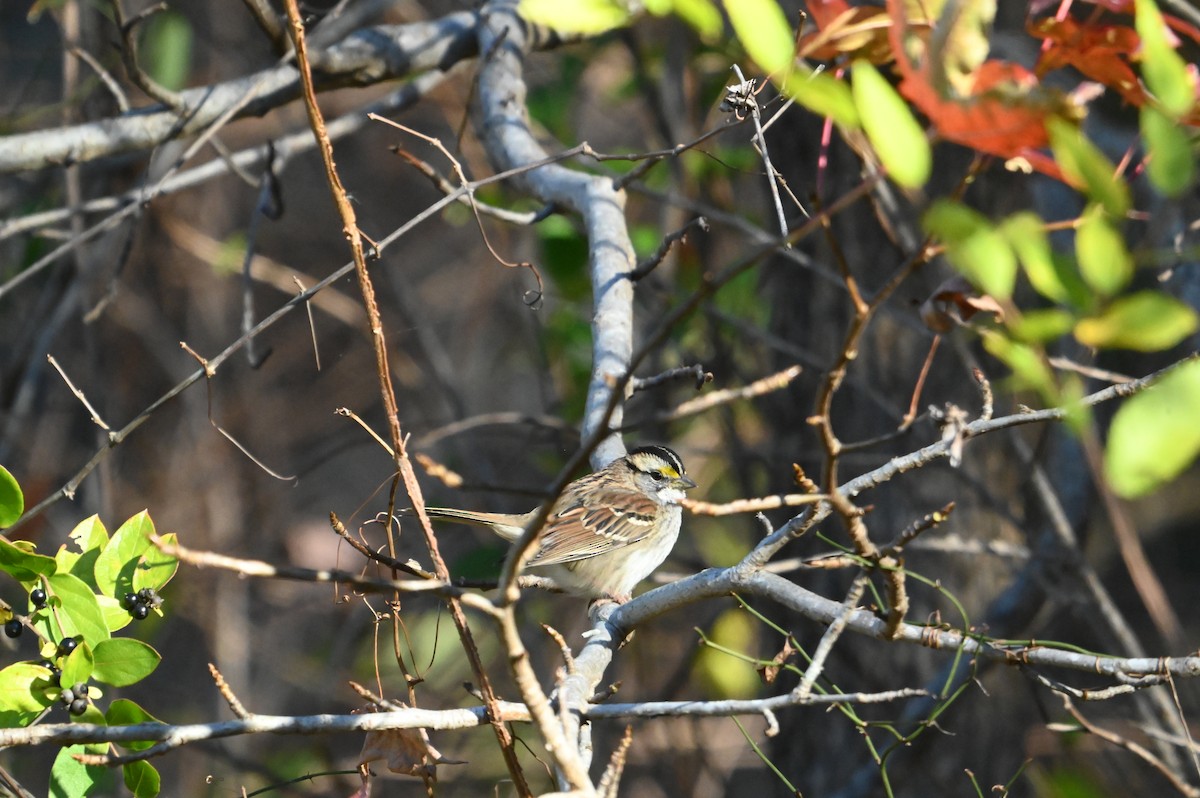 White-throated Sparrow - ML645394778