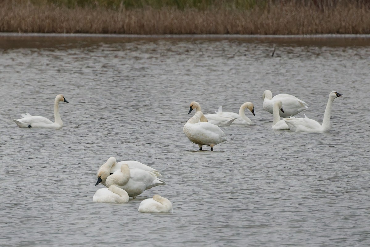 Американский лебедь - ML645394795