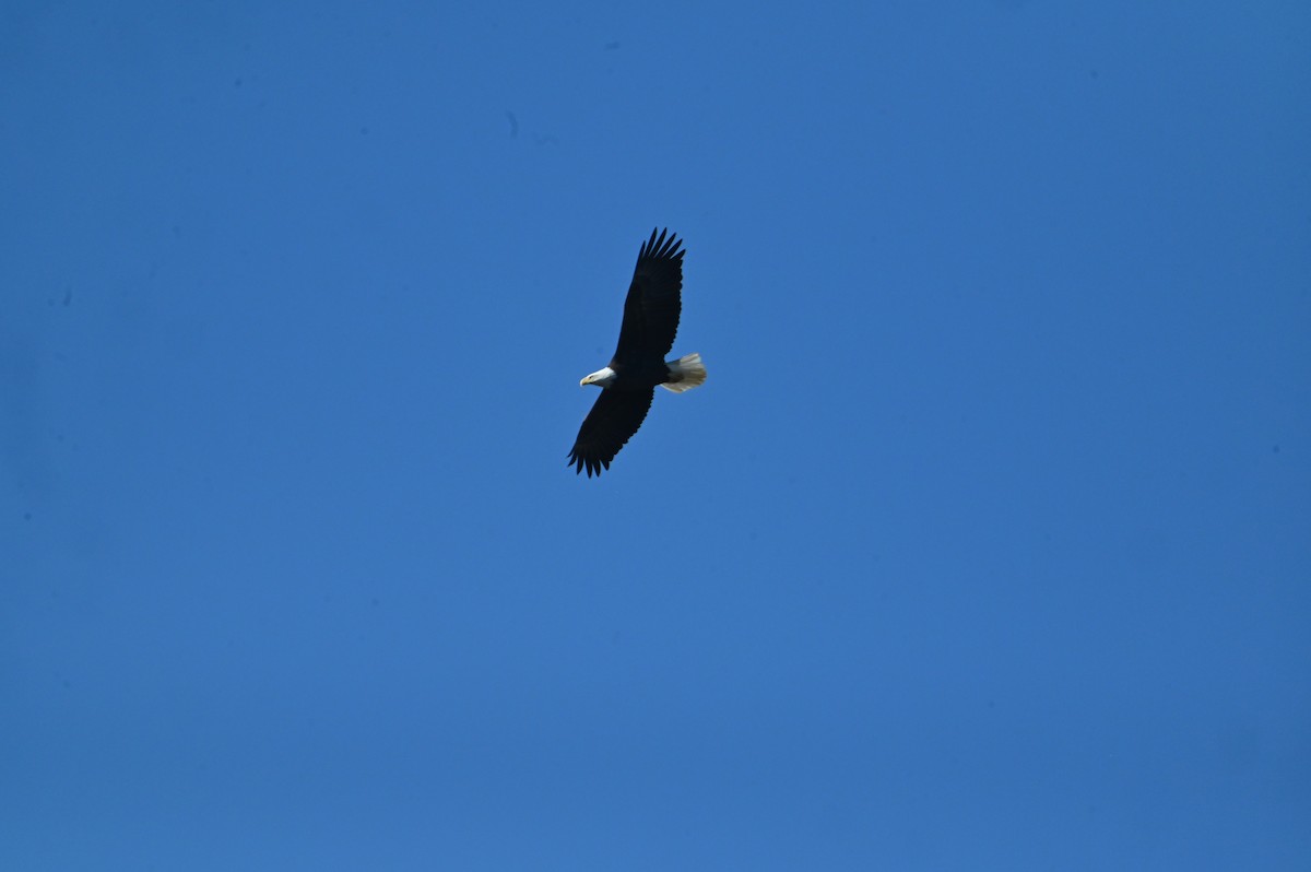 Bald Eagle - ML645394797