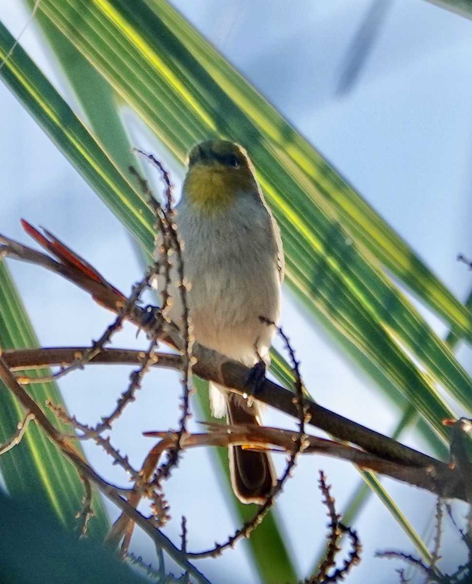 Verdin - ML645394802