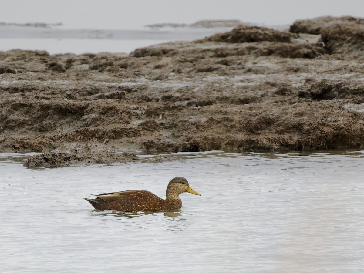 Американская кряква - ML645394805