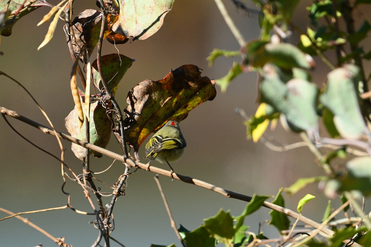 Ruby-crowned Kinglet - ML645394806