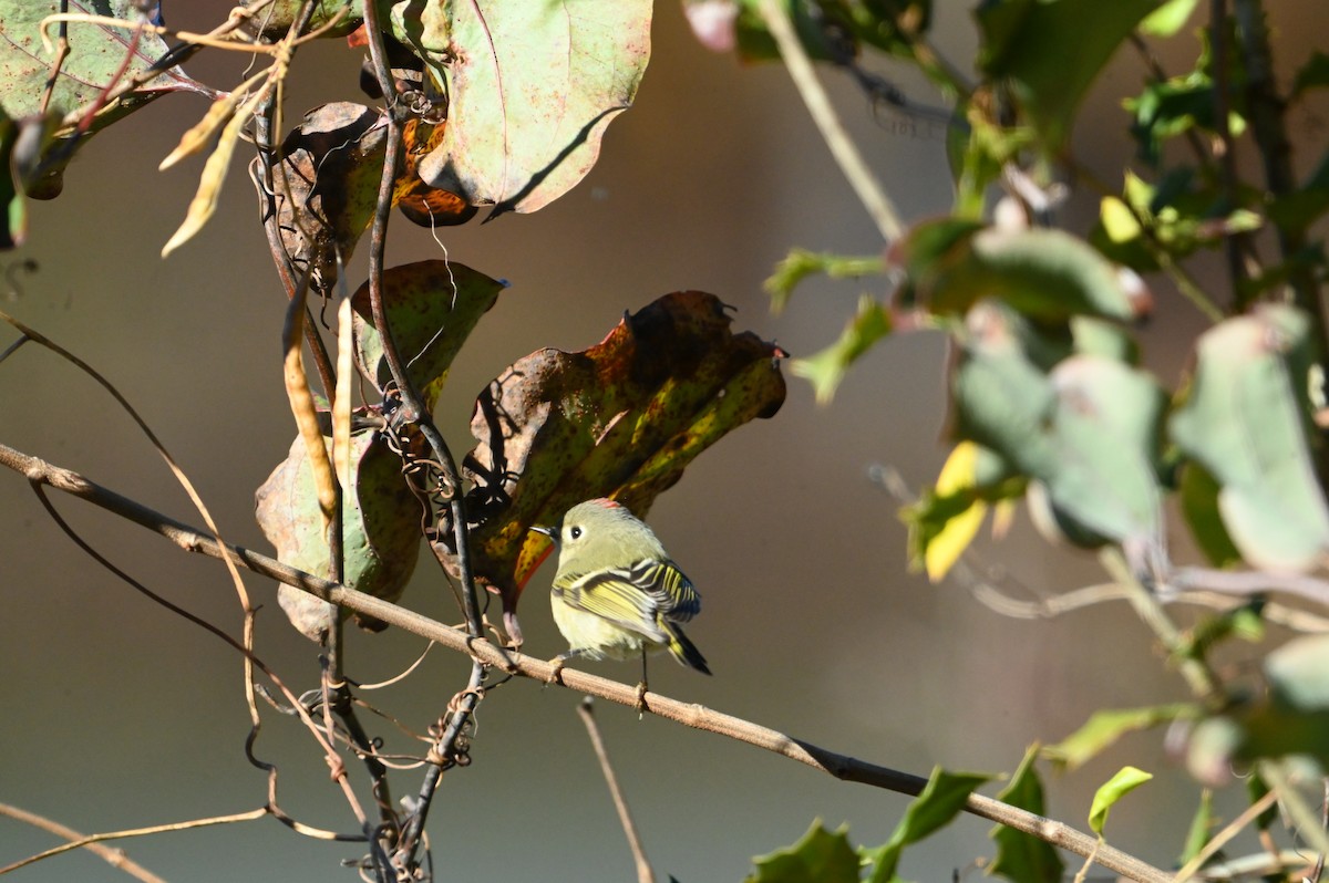 Ruby-crowned Kinglet - ML645394818