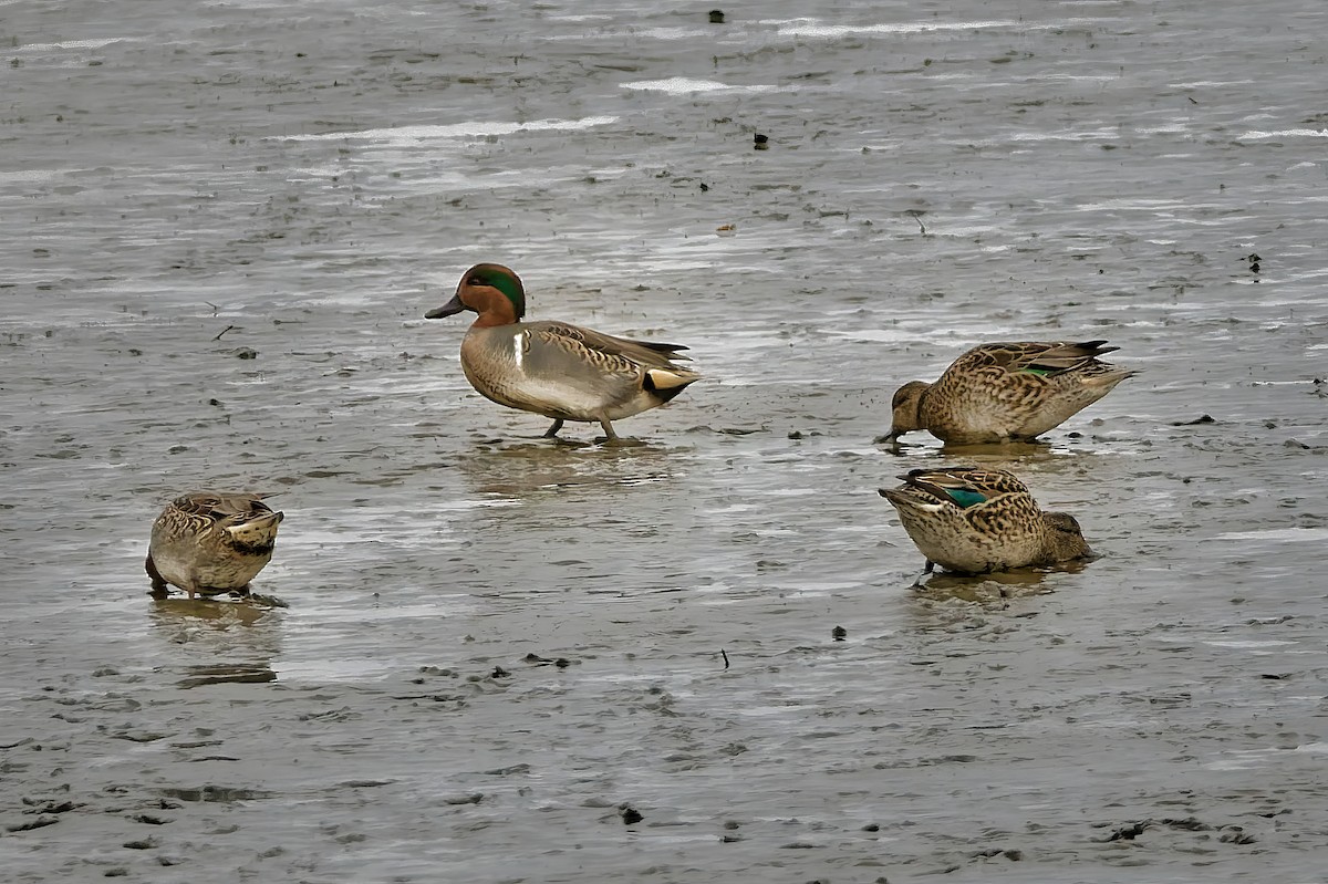 Чирок-свистунок - ML645394827