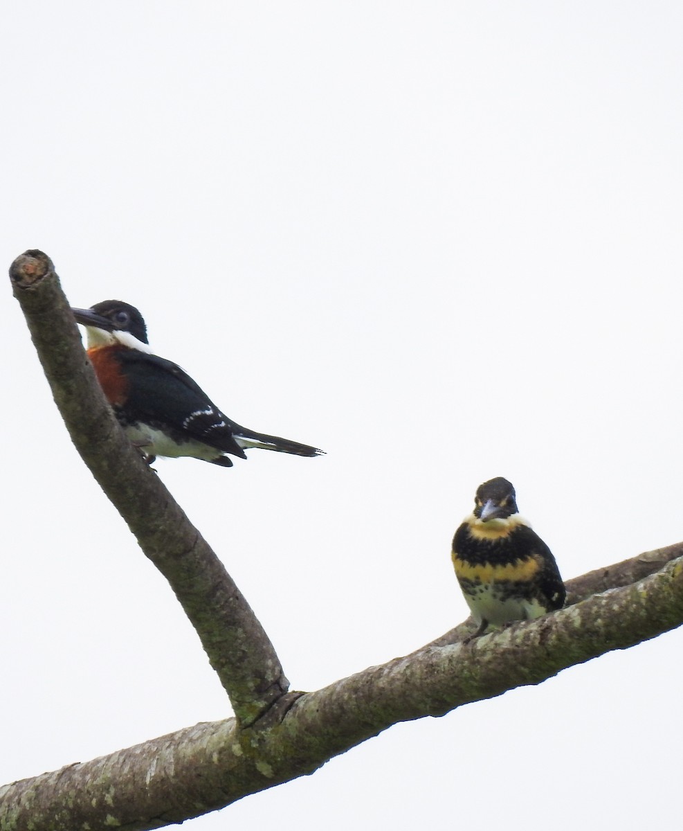Green Kingfisher - ML645394836
