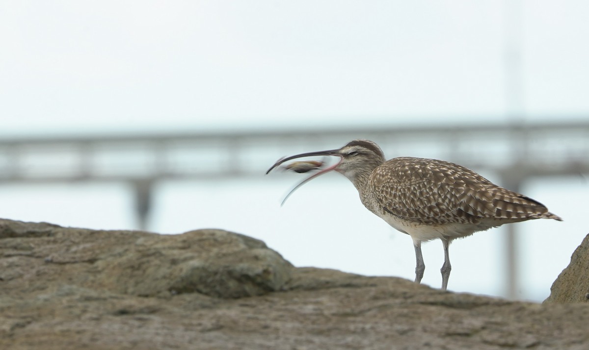Long-billed Curlew - ML645394849