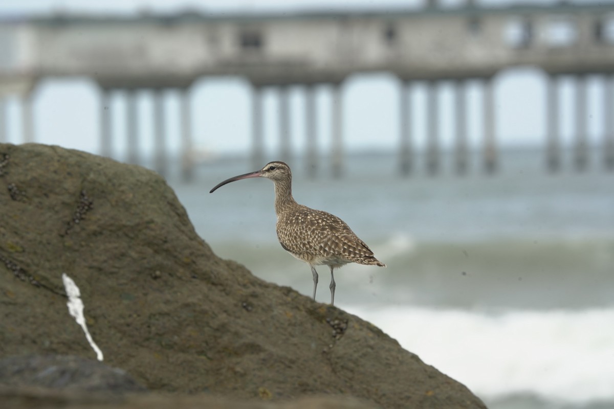 Long-billed Curlew - ML645394850
