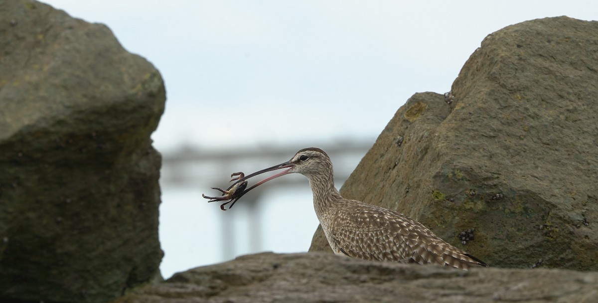 Long-billed Curlew - ML645394851