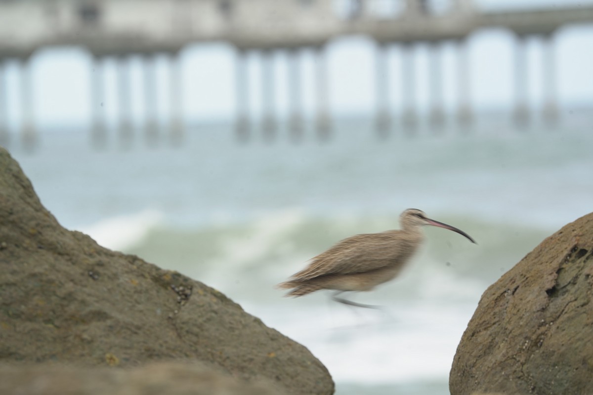 Long-billed Curlew - ML645394852