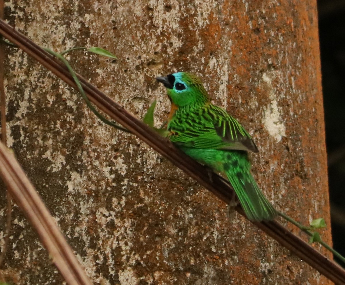 Tangara de Desmarest - ML645394859